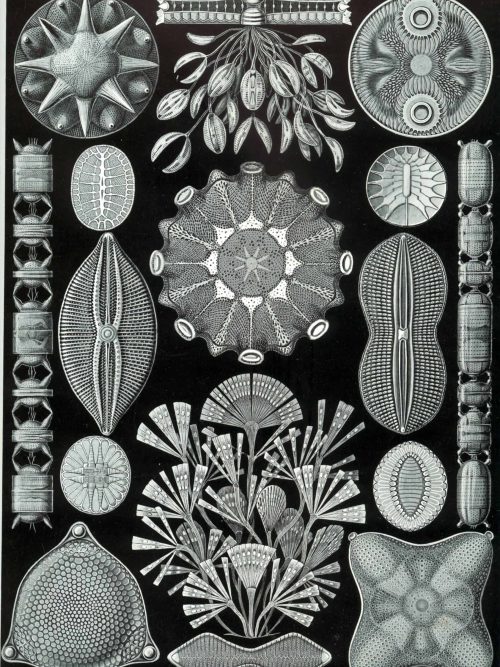 Diatom illustrations highlighting diverse marine algae species for Fucoideae taxonomy.
