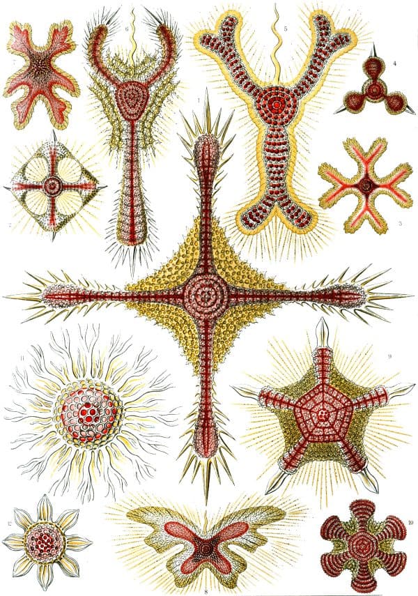 Marine diatoms illustration for Fucoideae research Diatoms from the Fucoideae family, showcasing diverse shapes and structures for marine algae mapping.