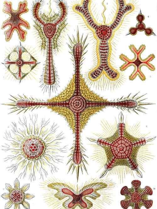 Diatoms from the Fucoideae family, showcasing diverse shapes and structures for marine algae mapping.