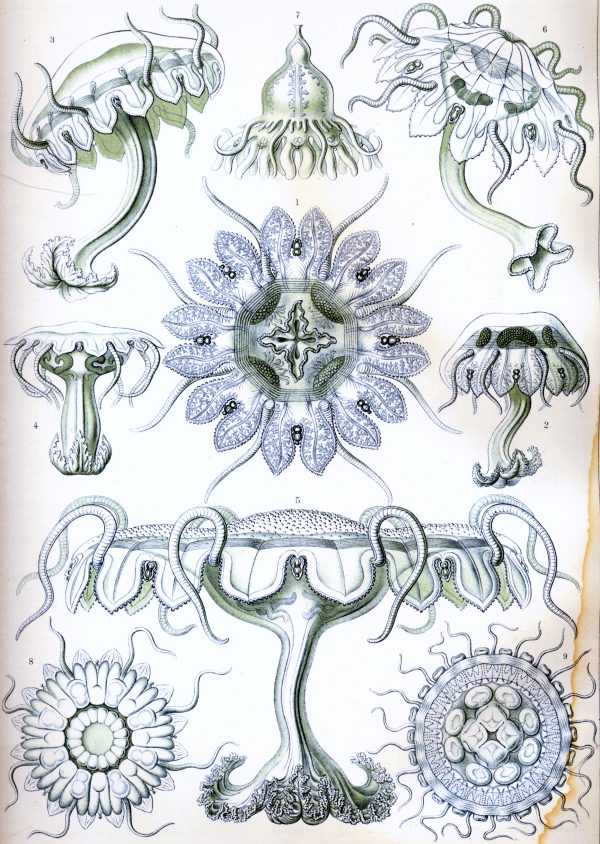 Detailed illustration of Fucoideae seaweed species with various forms and structures.