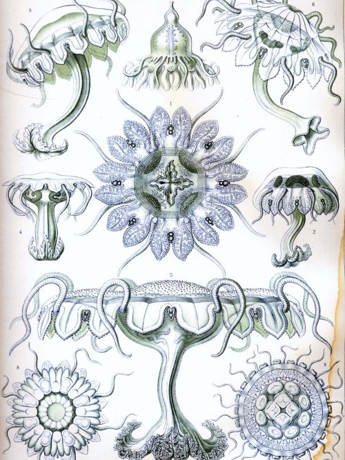 Detailed illustration of Fucoideae seaweed species with various forms and structures.