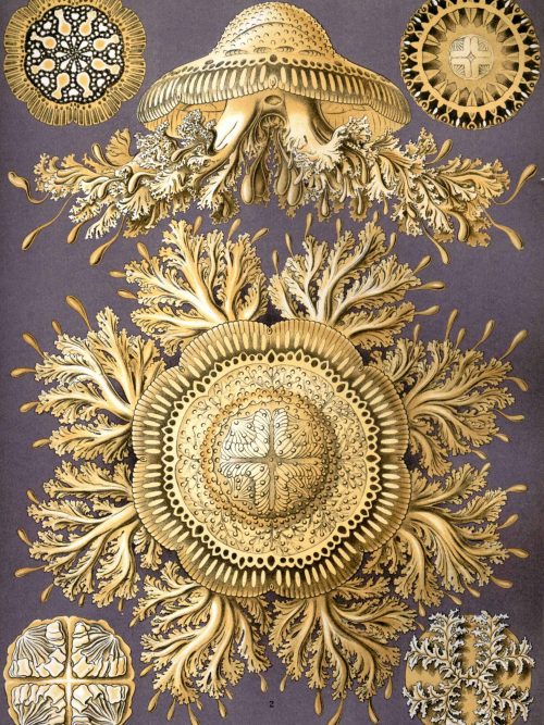 Detailed illustration of Fucus algae species with intricate structures and textures.