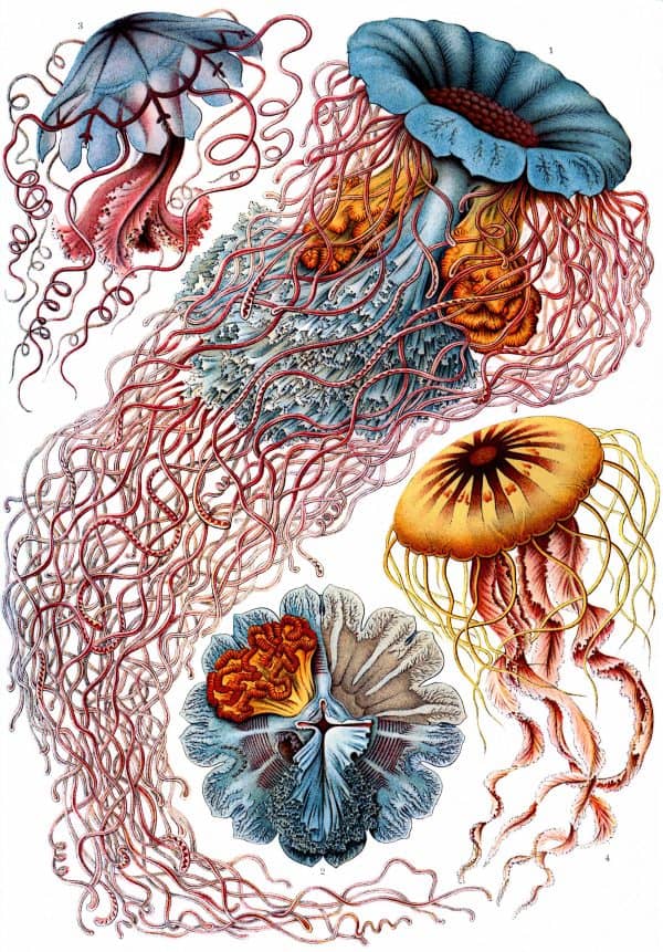 Vibrant Marine Jellyfish Illustration Detailed illustration of various colourful jellyfish species in marine environments.
