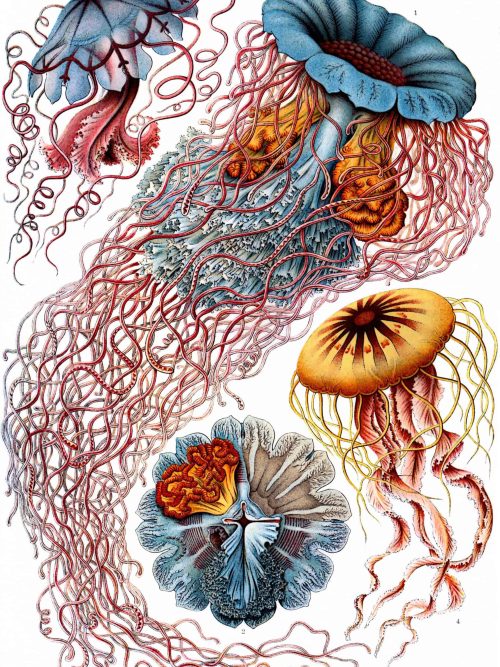 Detailed illustration of various colourful jellyfish species in marine environments.