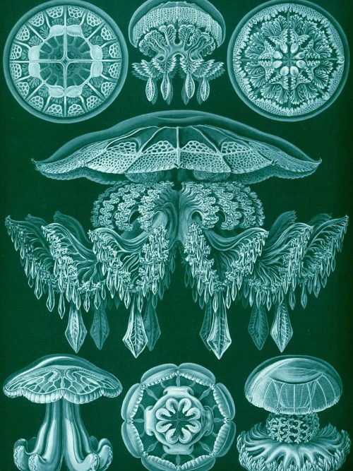 Detailed images of various marine plankton species, highlighting their intricate structures.