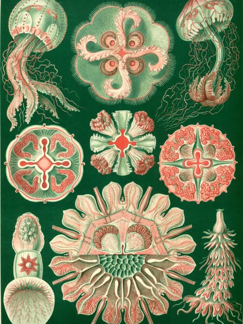 Algae from the Fucoideae family, showcasing various forms and structures of marine seaweeds.