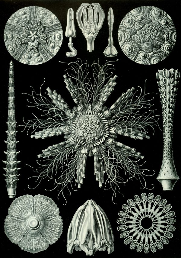 Marine algae and seaweed illustrations from Mistward Maps, focusing on Fucoideae. Marine algae and seaweed illustrations from Mistward Maps, focusing on Fucoideae.