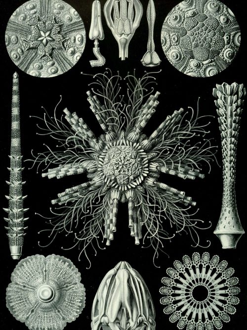 Marine algae and seaweed illustrations from Mistward Maps, focusing on Fucoideae.