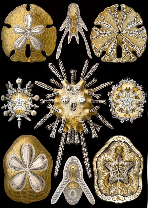 Intricate sea creature fossils from Mistward Maps Fossilized marine life illustrations highlighting Fucoideae species.