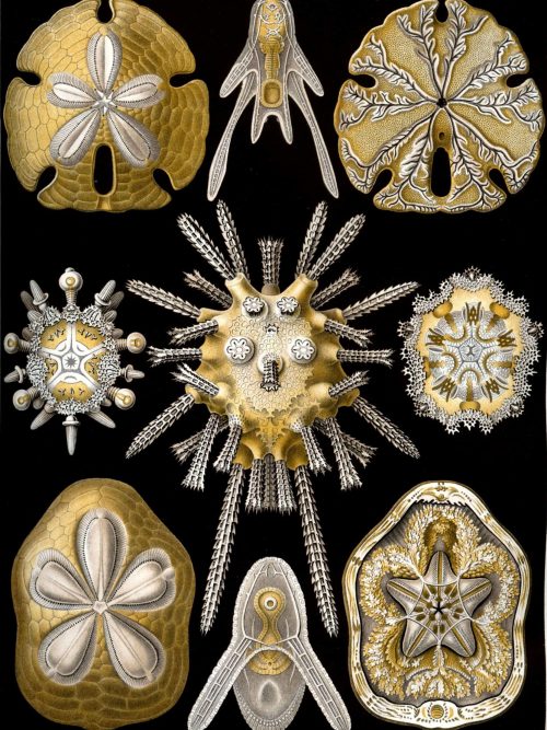 Fossilized marine life illustrations highlighting Fucoideae species.