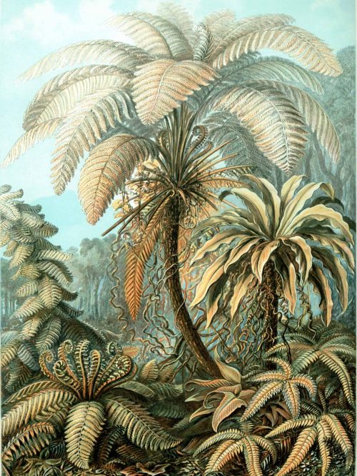 Fucaceae fern species in lush tropical forest setting.