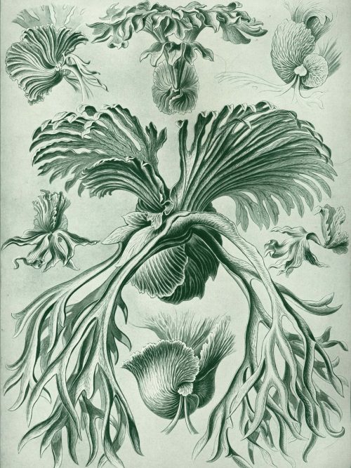 Detailed map of Fucaceae seaweed species and distribution.