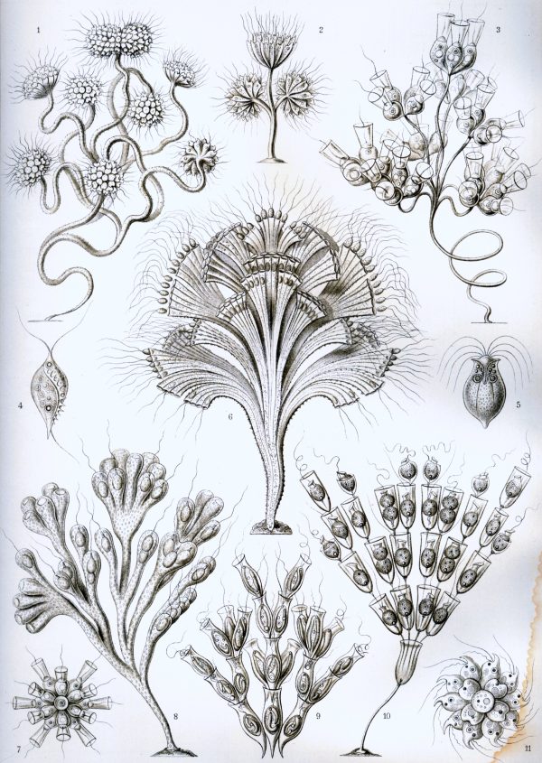 Fucaceae seaweed family illustration, detailed botanical drawing of fucoideae species.