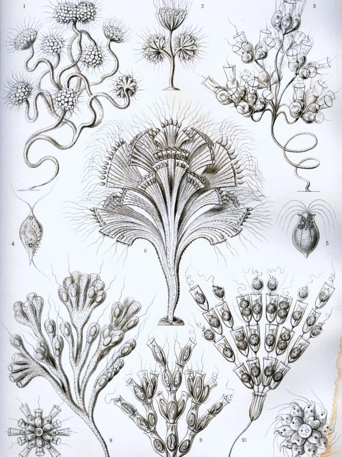 Fucaceae seaweed family illustration, detailed botanical drawing of fucoideae species.