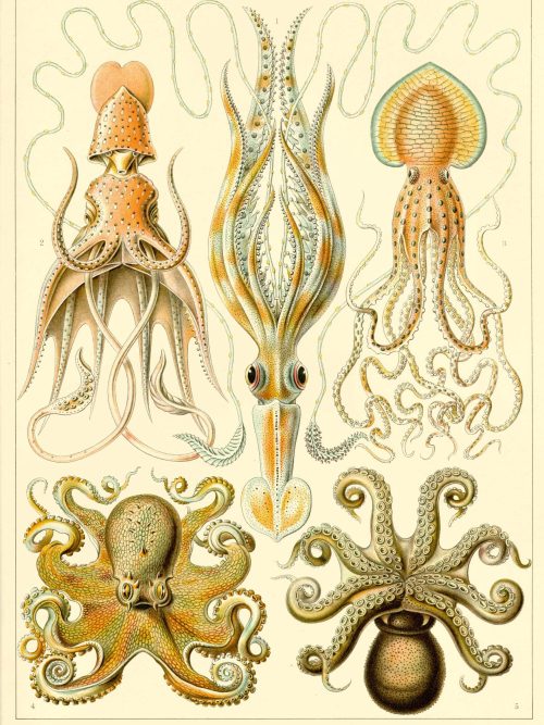 Detailed illustration of Licmophora and related cephalopods for marine biology research.