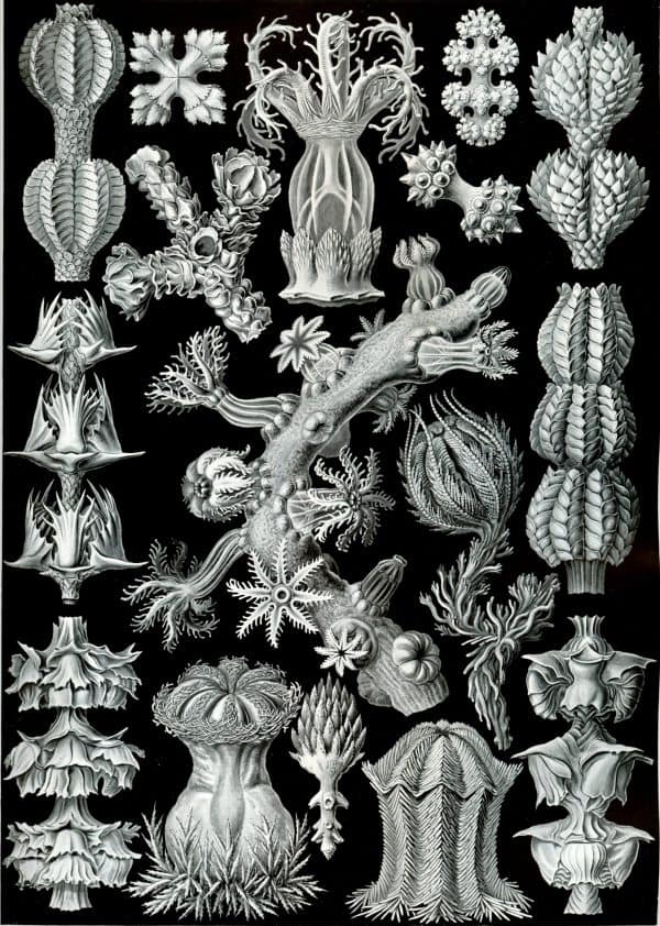 Detailed black and white illustration of Licmophora algae species and related marine microalgae.