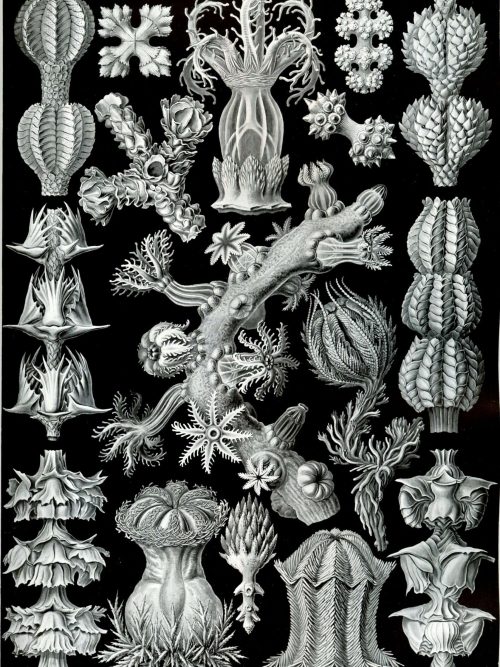 Detailed black and white illustration of Licmophora algae species and related marine microalgae.
