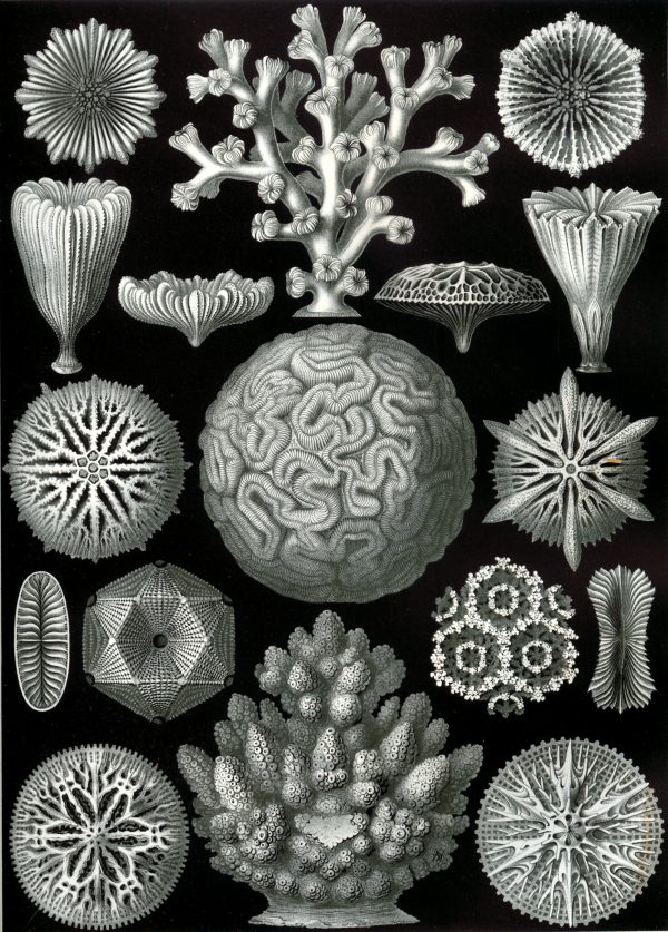 Detailed black and white illustration of various marine algae and coral structures.