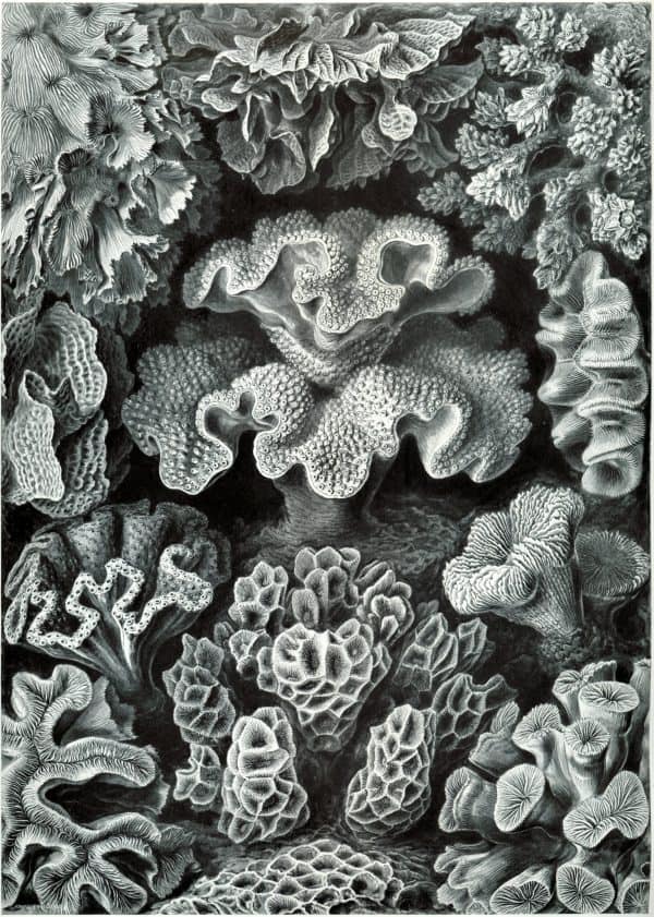 Detailed black and white illustration of diverse coral reef species and structures.