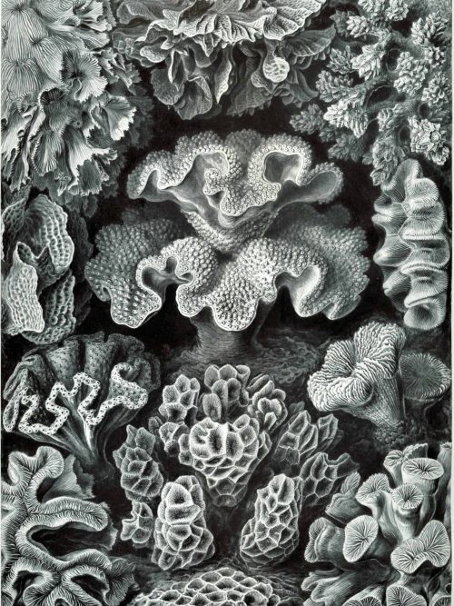 Detailed black and white illustration of diverse coral reef species and structures.