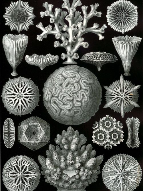 Detailed black and white illustration of various marine algae and coral structures.