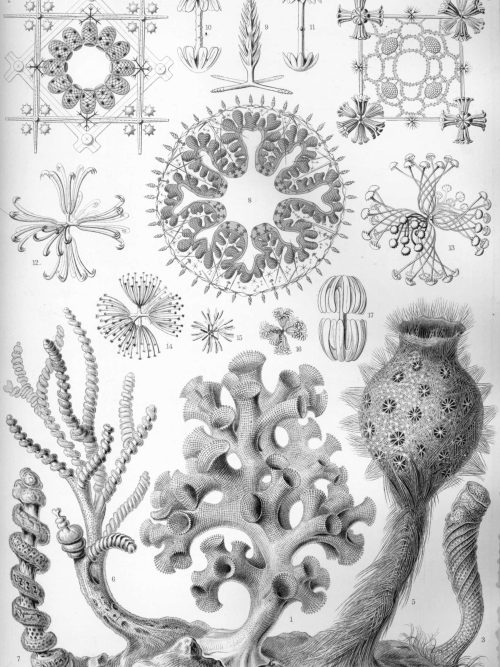 Algae map showing Lichmophora species with detailed illustrations.