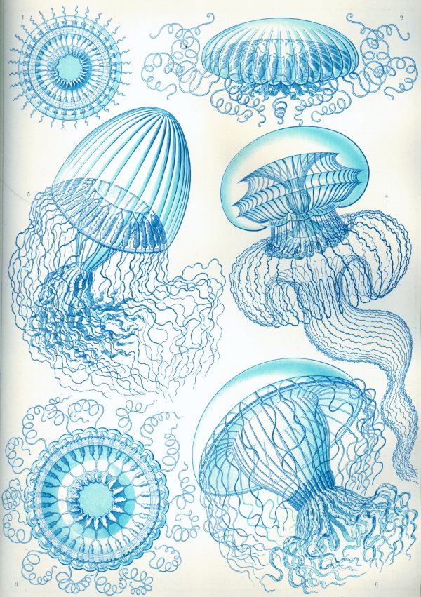 Biological Marine Organisms Illustration Anatomical drawing of various Licmophora diatoms and jellyfish in blue ink.