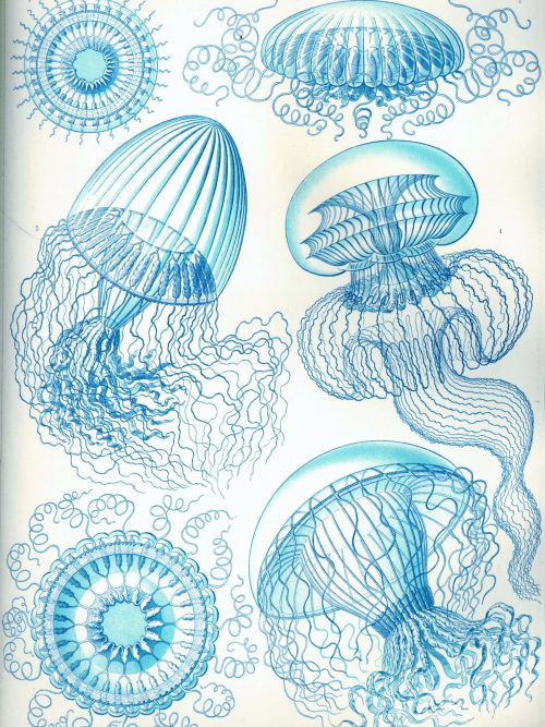 Anatomical drawing of various Licmophora diatoms and jellyfish in blue ink.