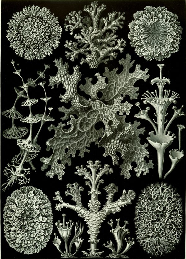 Algae illustration of Licmophora species, showcasing intricate branching and detailed cellular struc.