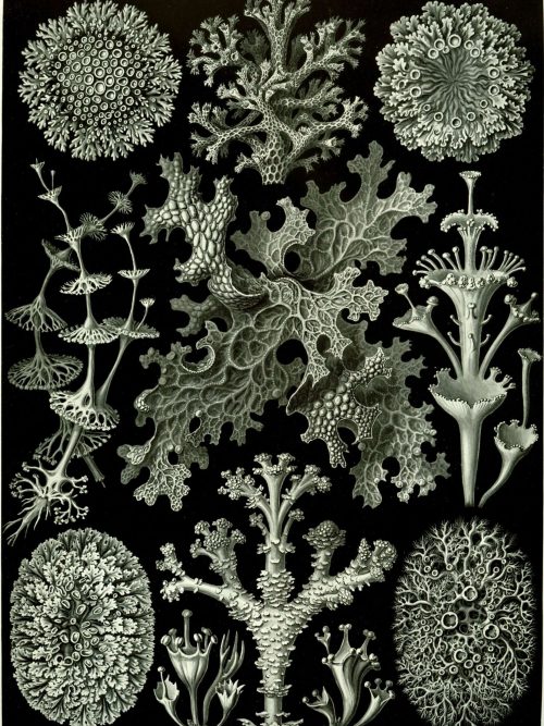 Algae illustration of Licmophora species, showcasing intricate branching and detailed cellular struc.