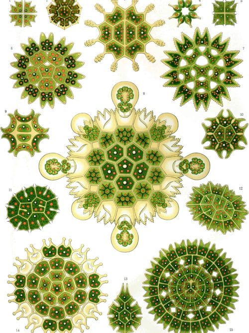 Microbial Ostraciontes structures for scientific study.