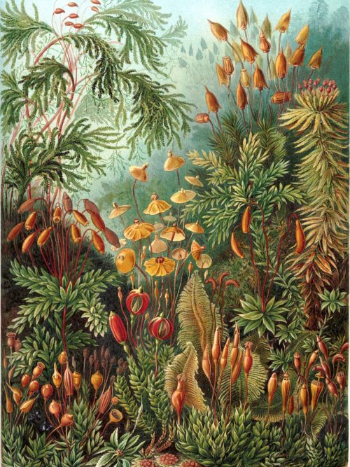 Detailed illustration of Ostraciontes plant species for botanical reference.