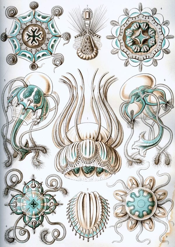 Mistward Maps - Ostraciontes Ostraciontes illustration showcasing detailed marine life forms and intricate biological structures.