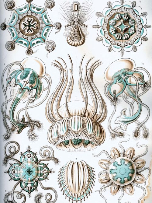 Ostraciontes illustration showcasing detailed marine life forms and intricate biological structures.