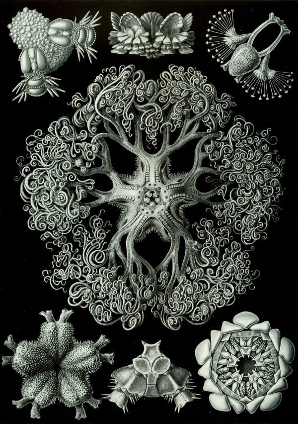 Detailed illustration of Ostraciontes species in intricate black and white style.