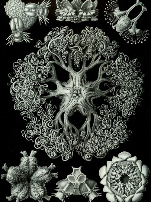 Detailed illustration of Ostraciontes species in intricate black and white style.