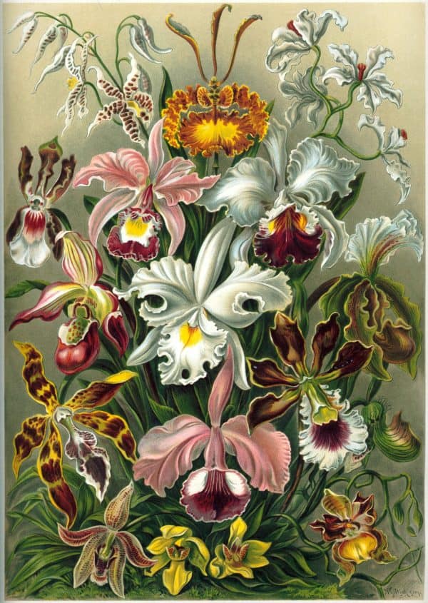 Detailed botanical illustration of various orchid species and flowers.