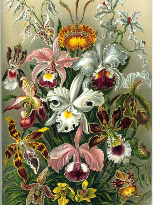 Detailed botanical illustration of various orchid species and flowers.