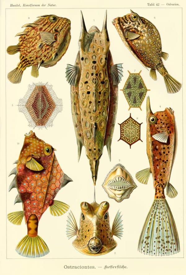 Detailed vintage drawing of Ostraciontes species, showcasing their distinctive shapes and patterns.