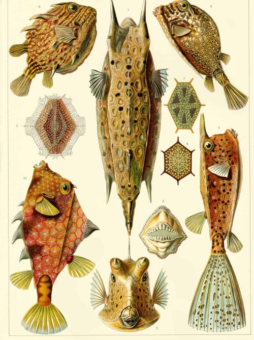 Detailed vintage drawing of Ostraciontes species, showcasing their distinctive shapes and patterns.