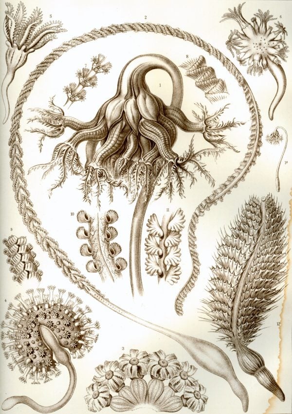 Detailed illustration of Peromedusae, showcasing their unique tentacle structures and biological fea.