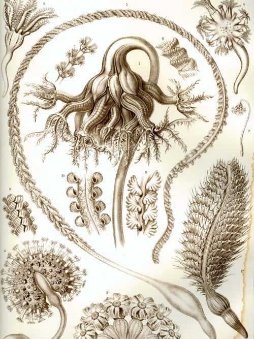Detailed illustration of Peromedusae, showcasing their unique tentacle structures and biological fea.