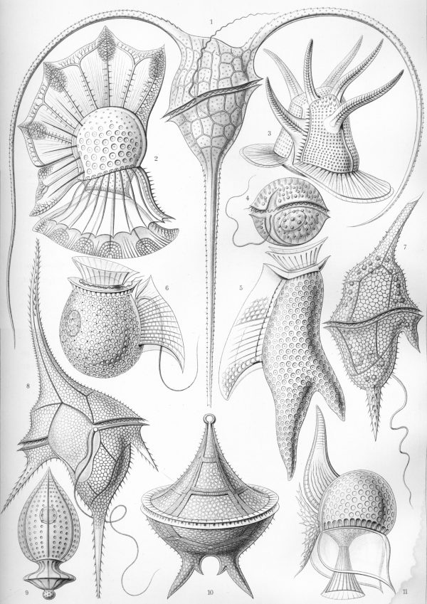 Detailed diagram of various medusa species, showcasing their unique structures.
