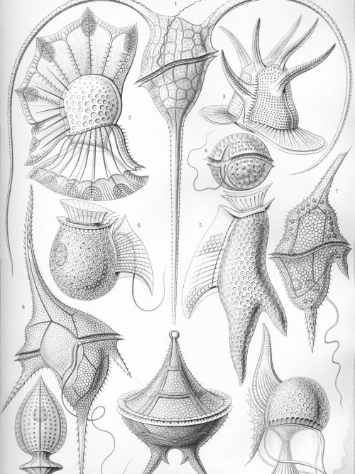 Detailed diagram of various medusa species, showcasing their unique structures.