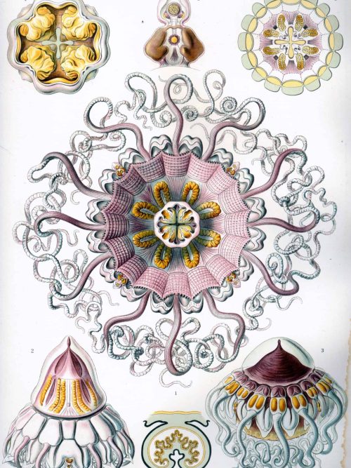 Anatomical diagram of Peromedusae showcasing tentacles, bell structure, and internal features.