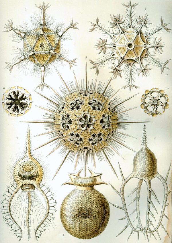 Medusae morphology diagram for marine species identification.