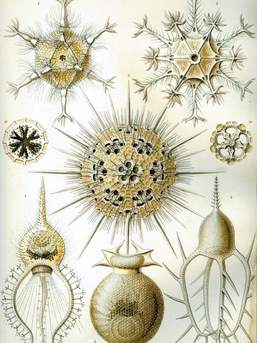 Medusae morphology diagram for marine species identification.