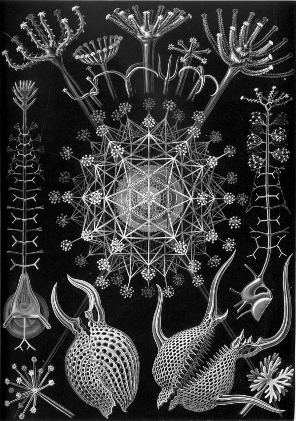 Detailed black and white illustration of Peromedusae jellyfish species and their structures.