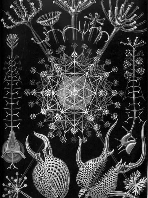 Detailed black and white illustration of Peromedusae jellyfish species and their structures.