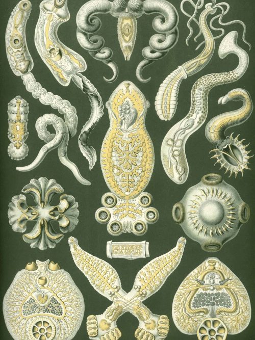 Detailed illustration of various Peromedusae medusae species for marine biology research.
